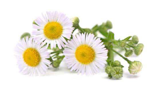 Intenskin contains chrysanthemum extract